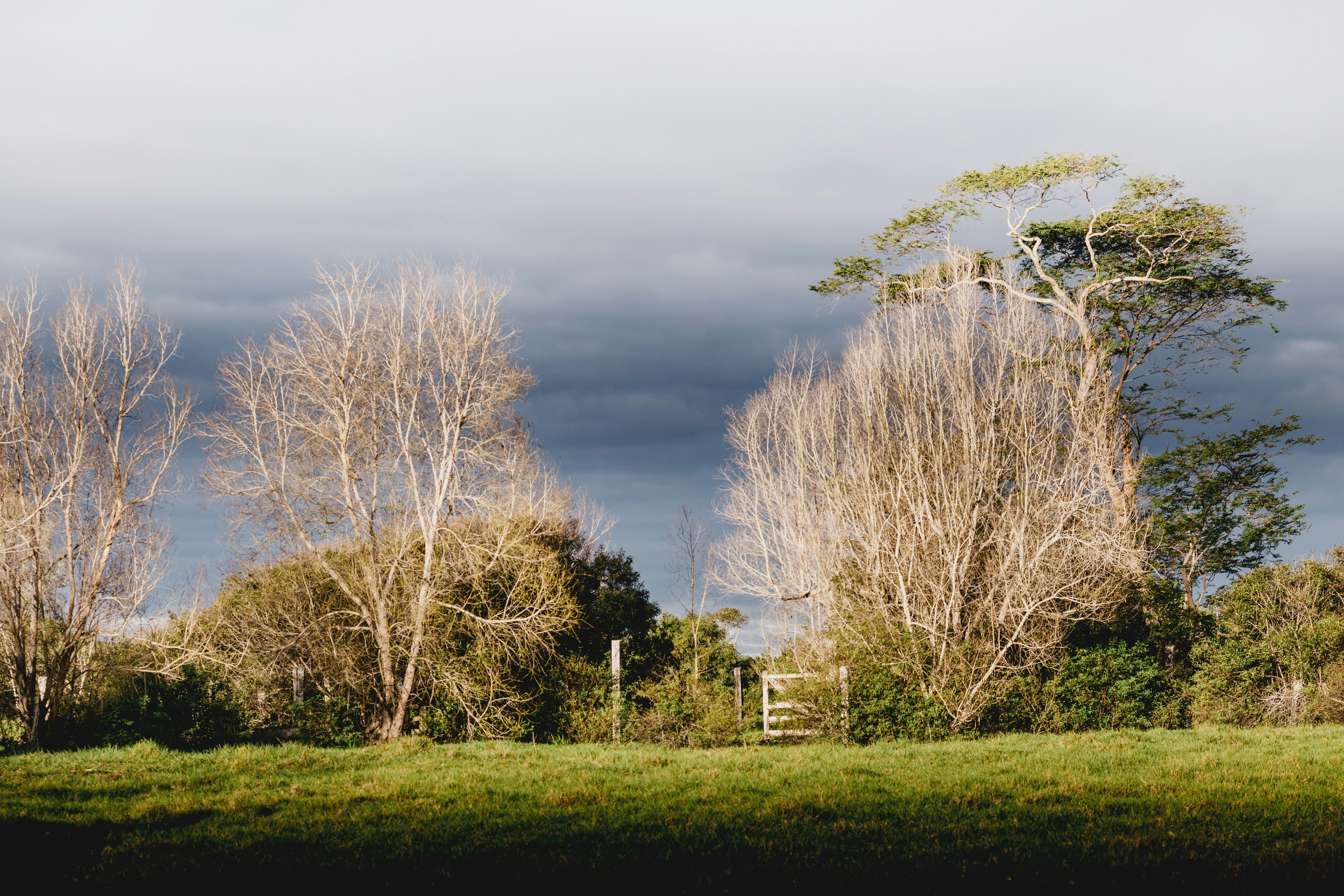 leafless tree on green grass field under gray sky